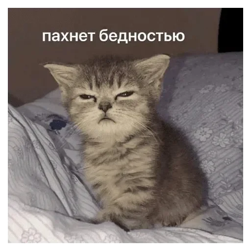 Медведь Медведь -