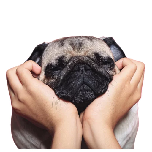 Meet The Pugs ( @Perkovec )