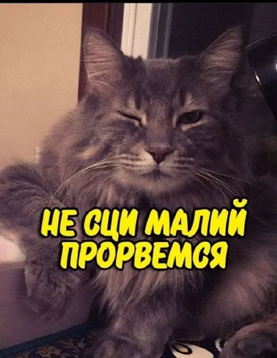 animal animal mammal cat