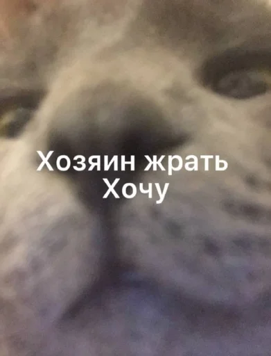 animal animal mammal dog