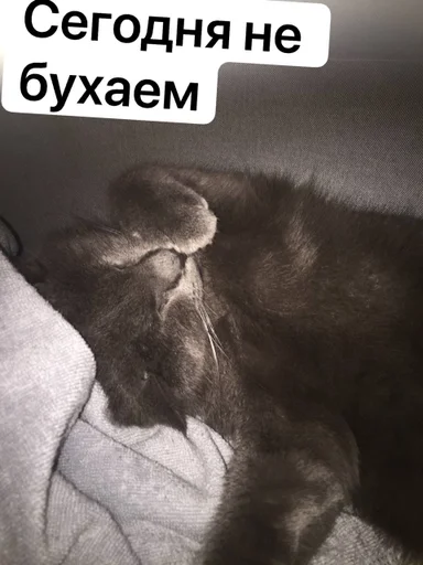 animal animal cat mammal