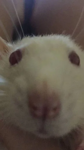 mammal mammal animal snout