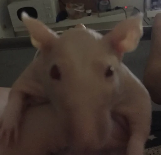 pig pig suidae snout