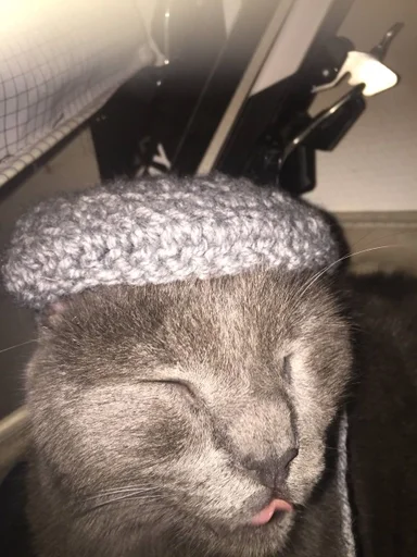 indoor indoor mammal fur
