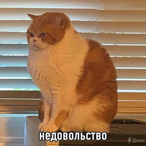 Meme life