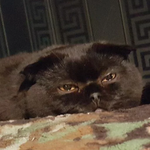 Pussy Pussy -