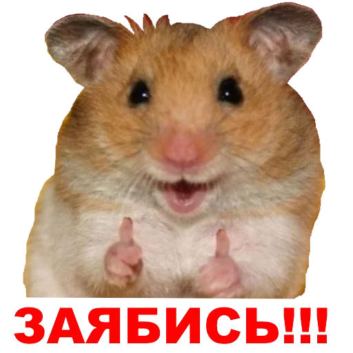 Hamster @stickersb2b Hamster @stickersb2b -