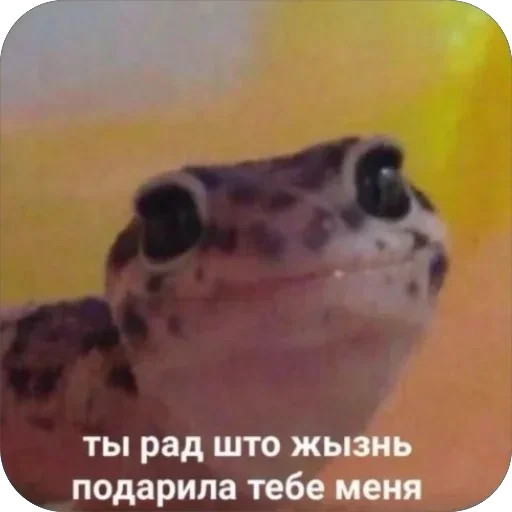 Memes by Verner - 