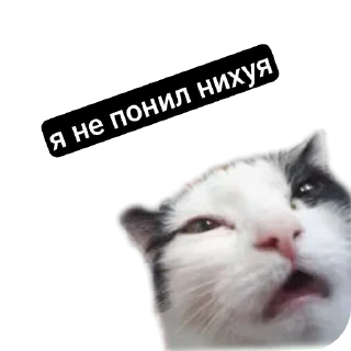 Стикер MemesCult - 0