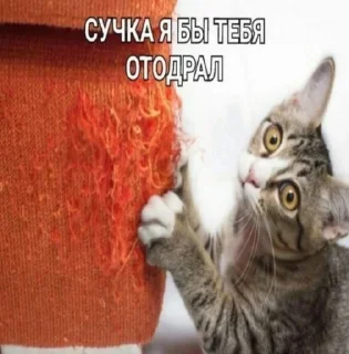 Стикер Memes @MoiStikiBot - 6