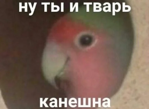 Мемы Мемы -