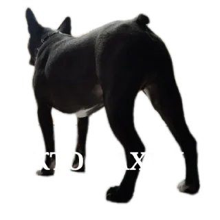 Sticker Мемы от Широ - 2