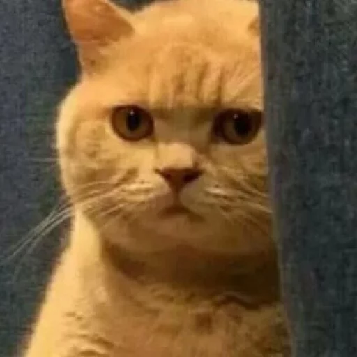 meow meow -