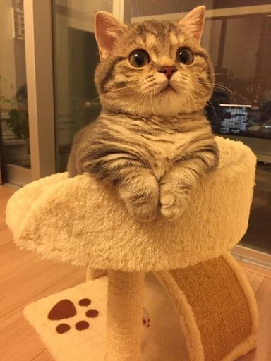 @iTz_DEv_xD 🌸 CUTE CAT 🌸 @iTz_DEv_xD 🌸 CUTE CAT 🌸 -