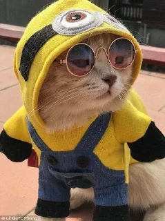 Стикер @iTz_DEv_xD 🌸 CUTE CAT 🌸 - 2