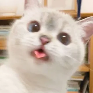 Стикер @iTz_DEv_xD 🌸 CUTE CAT 🌸 - 8