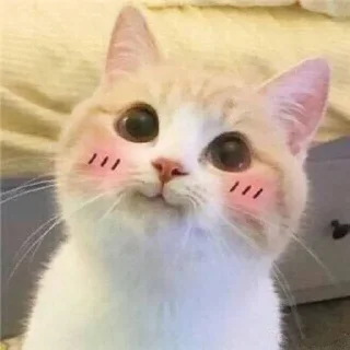 Стикер @iTz_DEv_xD 🌸 CUTE CAT 🌸 - 9