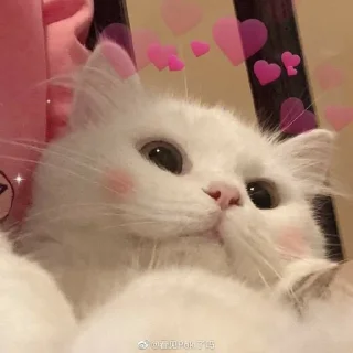 Стикер @iTz_DEv_xD 🌸 CUTE CAT 🌸 - 11