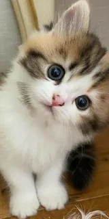 Стикер @iTz_DEv_xD 🌸 CUTE CAT 🌸 - 10