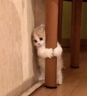 Стикер @iTz_DEv_xD 🌸 CUTE CAT 🌸 - 4