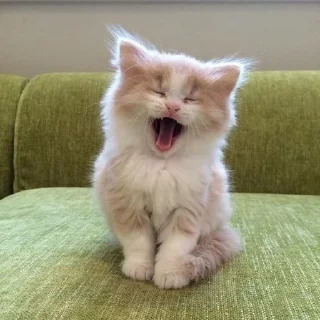 Стикер @iTz_DEv_xD 🌸 CUTE CAT 🌸 - 3