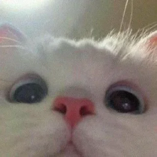 Стикер @iTz_DEv_xD 🌸 CUTE CAT 🌸 - 5