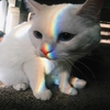 meowmeow*~* meowmeow*~* -