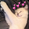Мяу Мяу -