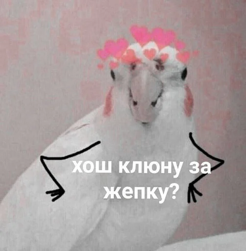animal animal bird