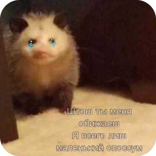 Мгм пук Мгм пук -