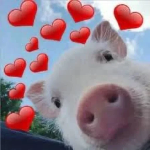 Поросюшки 🐽 Поросюшки 🐽 -