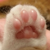 meow meow -
