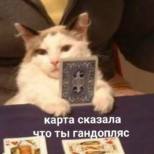°^° °^° -