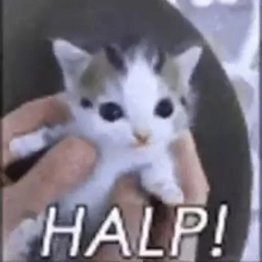 оу ноу щит оу ноу щит - мультфильм