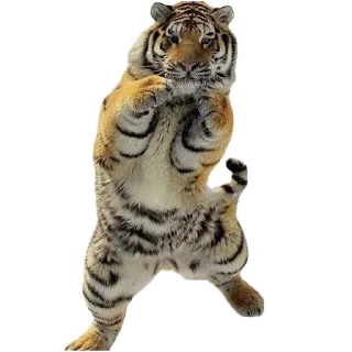 Sticker Мои стикеры - 11
