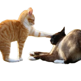 Sticker Мои стикеры - 6