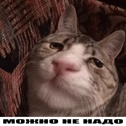 Можно не можно Можно не можно -