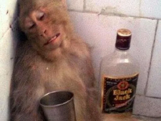 @h4s10k Monkey @h4s10k Monkey -
