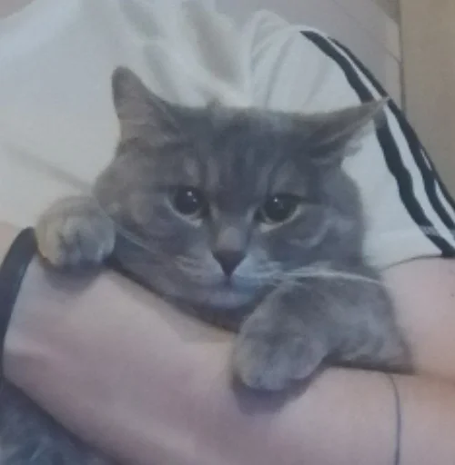 MortyCAT MortyCAT -
