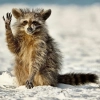 Funny animals Funny animals -