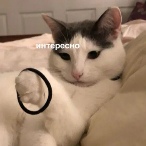 mammal mammal cat animal