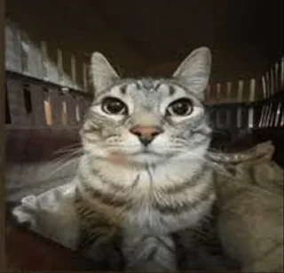Sticker Motion Cat - 5