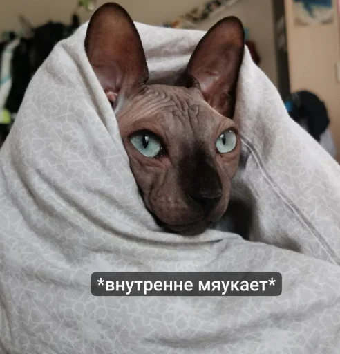 LesterCat LesterCat -