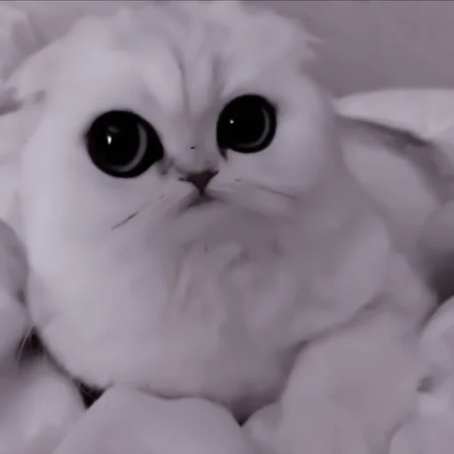 cat cat animal small to medium-sized cats