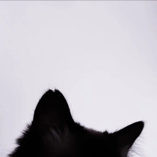 animal animal mammal small to medium-sized cats