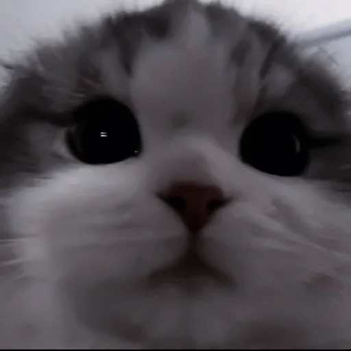 mammal mammal animal cat