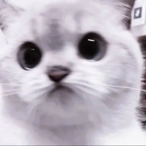 mammal mammal animal cat