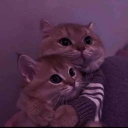 animal animal cat domestic cat