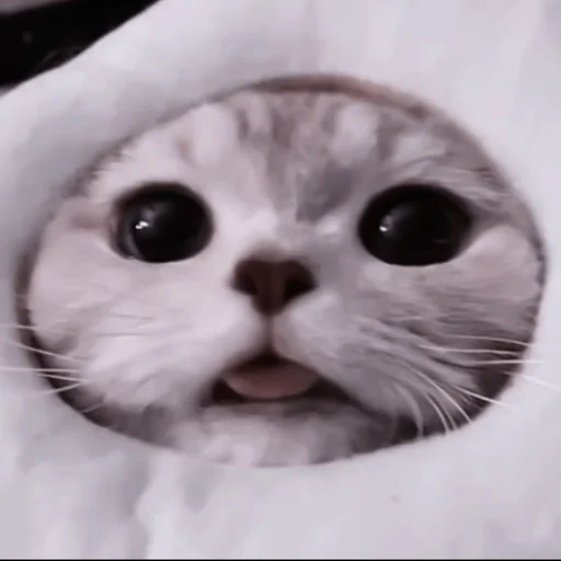 mammal mammal animal small to medium-sized cats