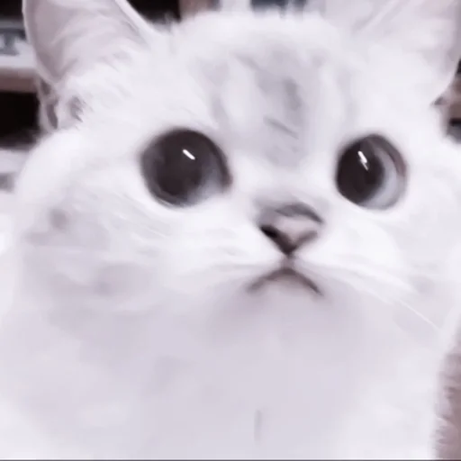 mammal mammal animal cat